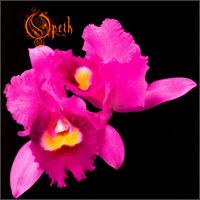 Opeth - Orchid