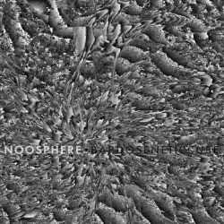 Bardoseneticcube - Noosphere