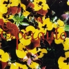 Esperanto - Esperanto (1995)