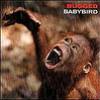 Babybird - Bugged