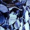 Bluefield - Struggling In Darkness (1991)