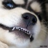 WoLF (WWP) - Trance
