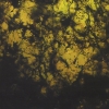 Jason Bivins - Benthic (2003)