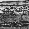 Kellarissa - Flamingo (2008)
