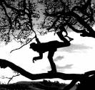 Tom Waits