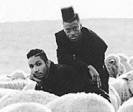 Black Sheep
